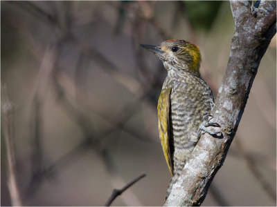 93 Yellow-eared Woodpecker.jpg