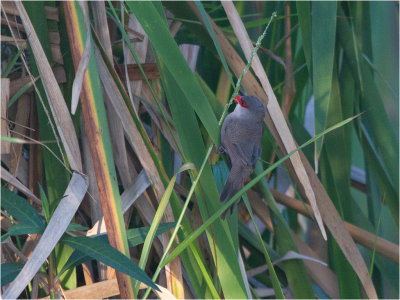 110 Common Waxbill.jpg