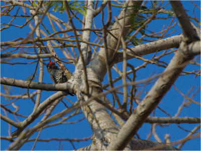 119 White-barred Piculet.jpg