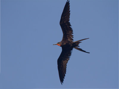 121 Magnificent Frigatebird.jpg