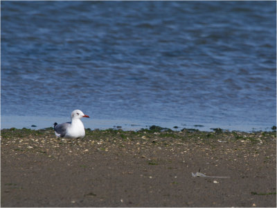 122 Grey-headed Gull.jpg
