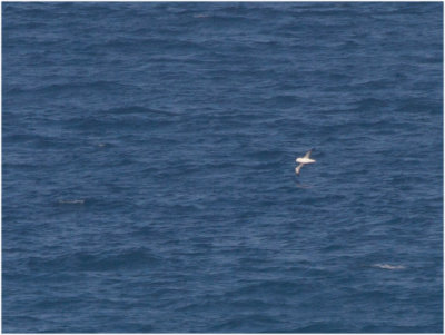 130 Atlantic Yellow-nosed Albatros.jpg