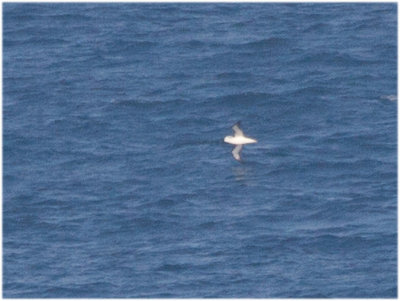 131 Atlantic Yellow-nosed Albatros.jpg
