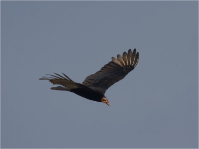 138 Lesser Yellow-headed Vulture.jpg