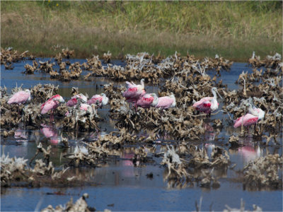 140 Roseate Spoonbill.jpg