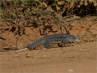 Black Tegu.jpg