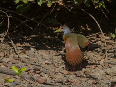 146 Grey-necked Woodrail.jpg