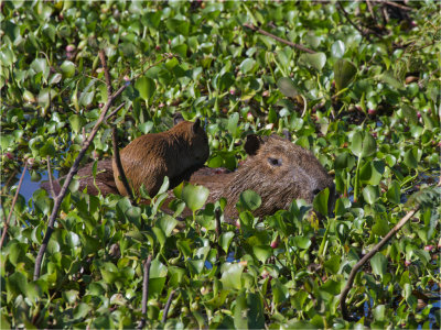 158 Capybara.jpg