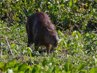 163 Capybara.jpg