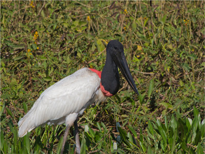 171 Jabiru.jpg