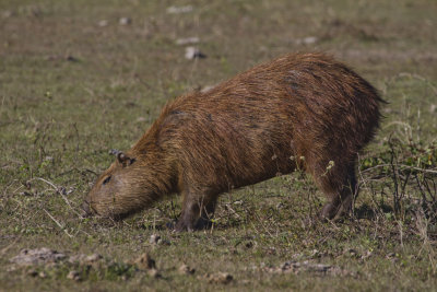 176 Capybara.jpg
