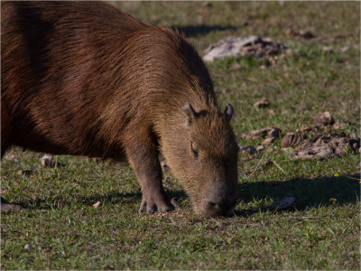 177 Capybara.jpg