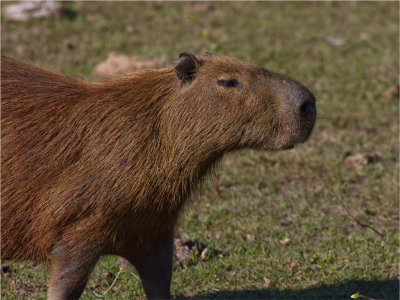 178 Capybara.jpg
