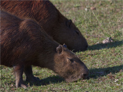 179 Capybara.jpg