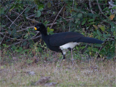 188 Bare-faced Currasow.jpg