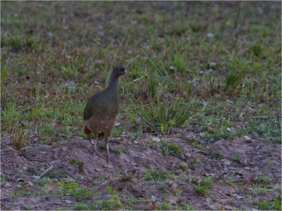 190 Chaco Chachalaca.jpg