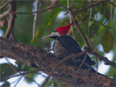 197 Pileated Woodpecker.jpg