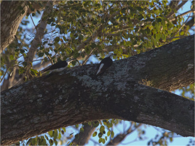 207 White Woodpecker.jpg