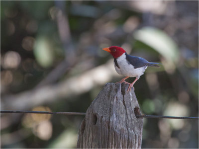 226 Yellow-billed Cardinal.jpg