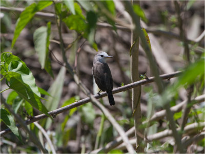 241 White-headed Marsh-Tyrant.jpg