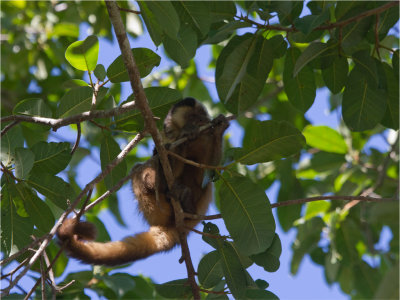 242 Bearded Capuchin.jpg