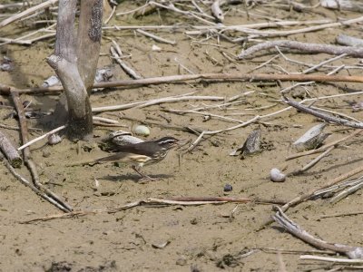 Louisiana Waterthrush - Louisiana-waterlijster