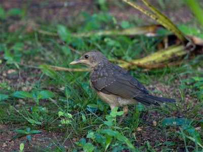 Clay-colored Robin (juvenile) - Gray-lijster (juveniel)