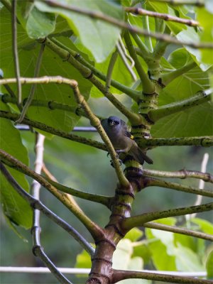 Yellow-winged Tanager - Geelvleugel-tangare