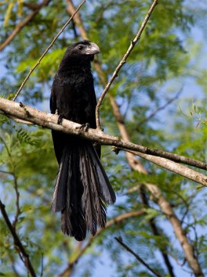 Groove-billed Ani - Groefsnavelani