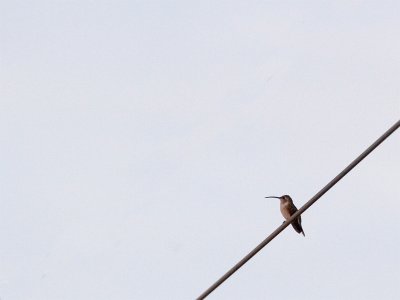 Mexican Sheartail (female) - Mexicaanse Schaarstaartkolibrie (vrouw)
