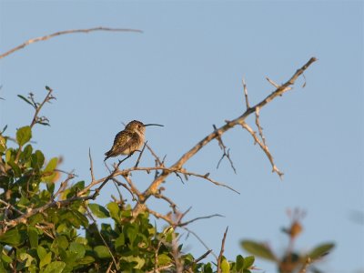 Mexican Sheartail (female) - Mexicaanse Schaarstaartkolibrie (vrouw)