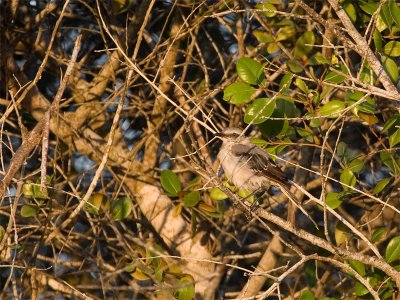 Tropical Mockingbird - Tropische Spotlijster