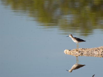 Lesser Yellowlegs - Kleine Geelpootruiter