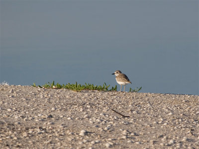 Wilsons Plover - Dikbekplevier