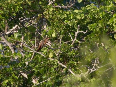 Cinnamon Hummingbird - Kaneelkleurige Amazilia
