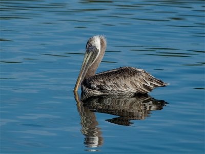 Brown Pelican - Bruine Pelikaan