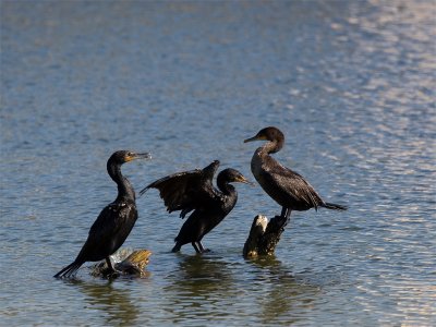 Double-crested Cormorant - Geoorde Aalscholver