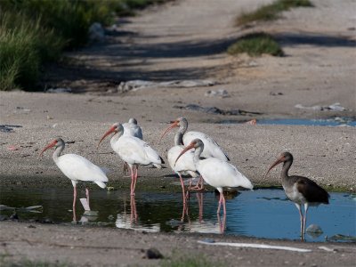 White ibis - Witte ibis