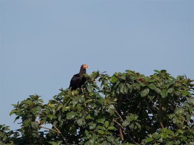 Lesser Yellow-headed Vulture - Kleine Geelkopgier