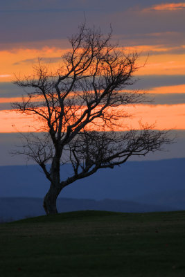 Lone Tree against the hills.