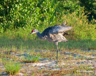 Sandhill Crane