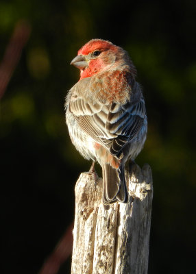 House Finch