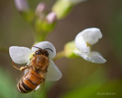 Bee and Flower 