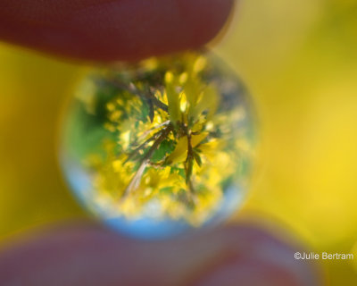 Forsythia Love 