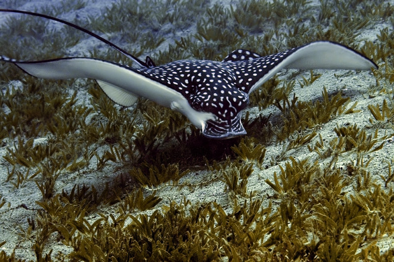 Eagle Ray