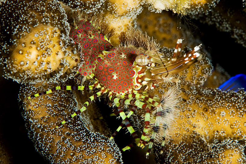 Marble Shrimp