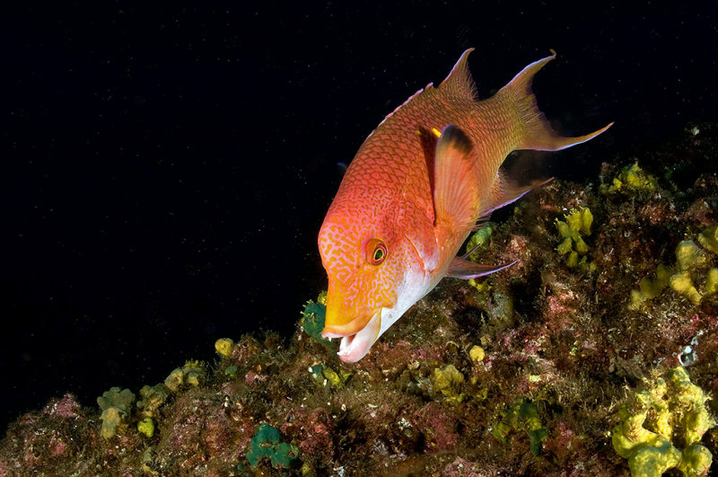 Mexican Hogfish