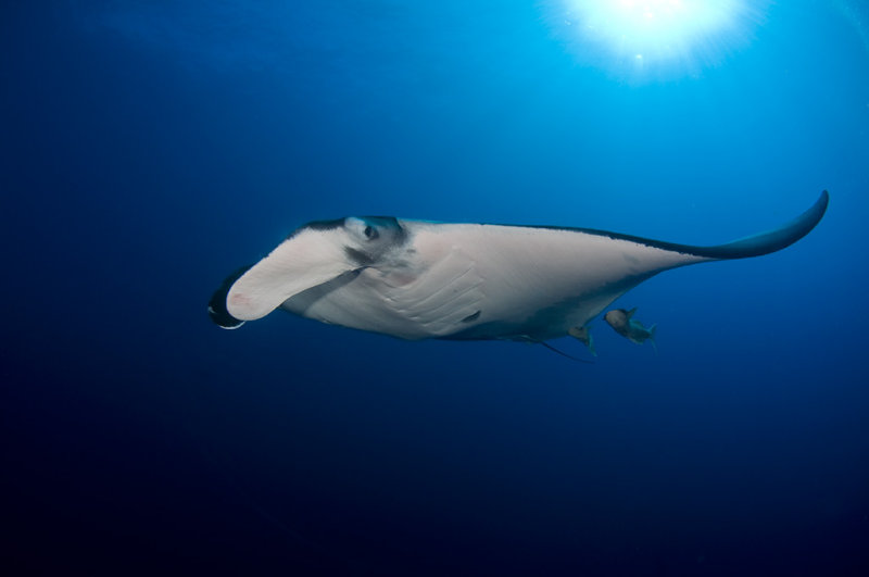 Manta Ray