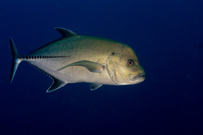 Giant Trevally