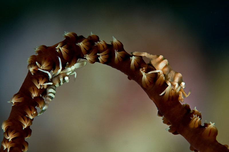 Wire Coral Shrimps